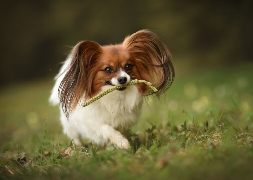 #8. Papillon